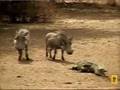 More warthogs with a death wish