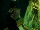 Aquaria