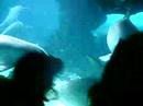 dolphins in action