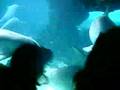 dolphins in action