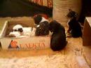 41 dogs
