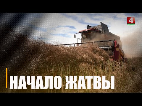 На Гомельщине началась массовая уборка зерновых культур видео