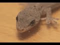 赤ちゃんヤモリ★Baby house lizard
