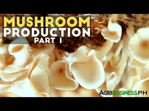mushroom production Albany, new york (prweb) september 08, 2013 -- mushrooms are processed, produced, and consumed in many countries on a large scale the global mushroom market. mushroom production Albany, new york (prweb) september 08, 2013 -- mushrooms are processed, produced, and consumed in many countries on a large scale the global mushroom market.