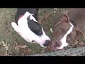 savannah vs skip savannah vs skip