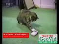 komik hayvanlar