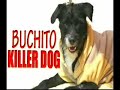 killer dog