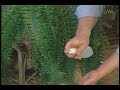 Humidity for Houseplants