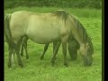 Vorschau: Die Natur des Pferdes (Nr. 57)