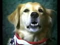 踊る犬動画