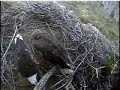 K-25 continues the nestorations at his SR Nest.