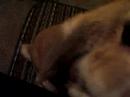Trying to film Yofi playing