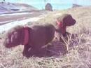 Chessy Pups January \