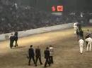 Friesian stallion show championship - 2003