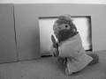 videos de Das Malteser Murmel