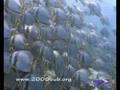 Immersioni a Sipadan 4