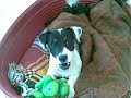 Dj jack russel abbaia Dj jack russel abbaia