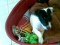 Dj jack russel abbaia