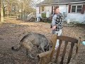 Irish Wolfhound