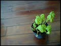 The Herb Grows and Dies