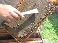 Principles of Beekeeping : Harvesting Honey From a Bee Hive