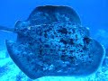 Tubbataha 2006 - marble ray