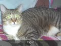 Cutest Kitty Contest