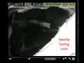 February 19, 2010 - Lily the Black Bear and her cub sightings
