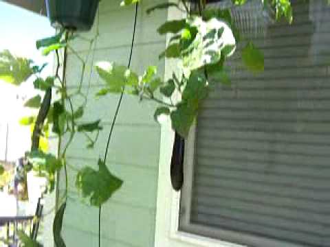 how to fertilize upside down tomatoes