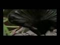 PLANET EARTH -- Ghetto Bird of Paradise