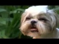 Shih
