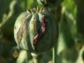 Afghans resorting to heroin