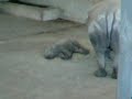 Baby Rhino - Whipsnade Zoo 2005(2) Baby Rhino - Whipsnade Zoo 2005(2)