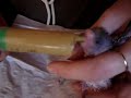 Andulka video prcekvíce na http://www.rucnedokrmenipapousci.wbs.czKakadu cockatoo žako kongo Congo amazoňan amazona agapornis alexandr malý Alexander small velký the great čínský Chinese pink ara aratinga sun zlatý gold Barnard collar Eklektus Eclectus mníšek šedý Quaker Parrot blue Nandej Neoféma parrot papoušek Nestor kea korelka korela cockatiel korely andulka budgerigar andulky Budgerigars Pyrura Kakariki rosela Yellow Rosella Eastern lutino lutin Pennant Mutation