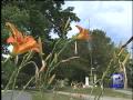Wauwatosa Cemetery Vandalized Three Times