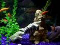 Green Terror and Buddha Colfry in new setup part 1