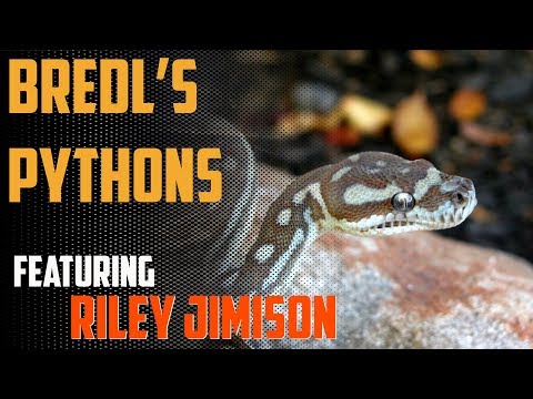 YouTube reptile video