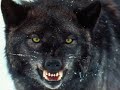 TBW-Red Moon Trailer *NEW*
