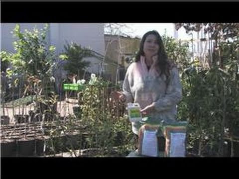 how to fertilize pomegranate