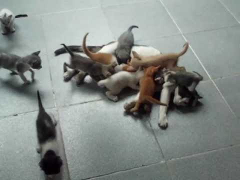 gatos