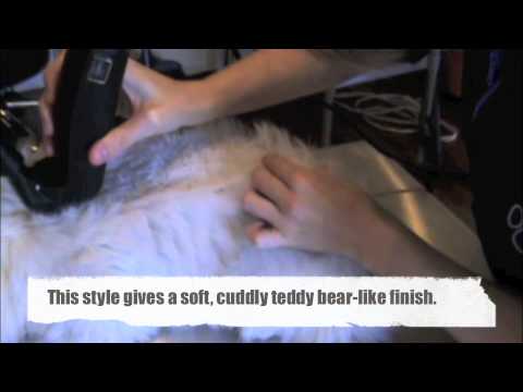 Cat Grooming Styles