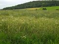 Return to Velburg