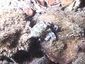 Blue ringed octopus