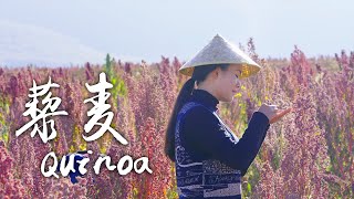 Quinoa feast in YunNan province