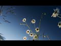 Feint – Paradise Lost