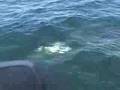 Jack Crevalle fishing