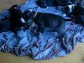 Pitbull Puppies  *Vega Playing*