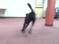 Jace 6349857 Boulder Humane Society Adopt