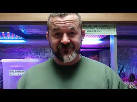 YouTube reptile video