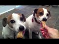 Click here to watch this video IMG_2217.MOV